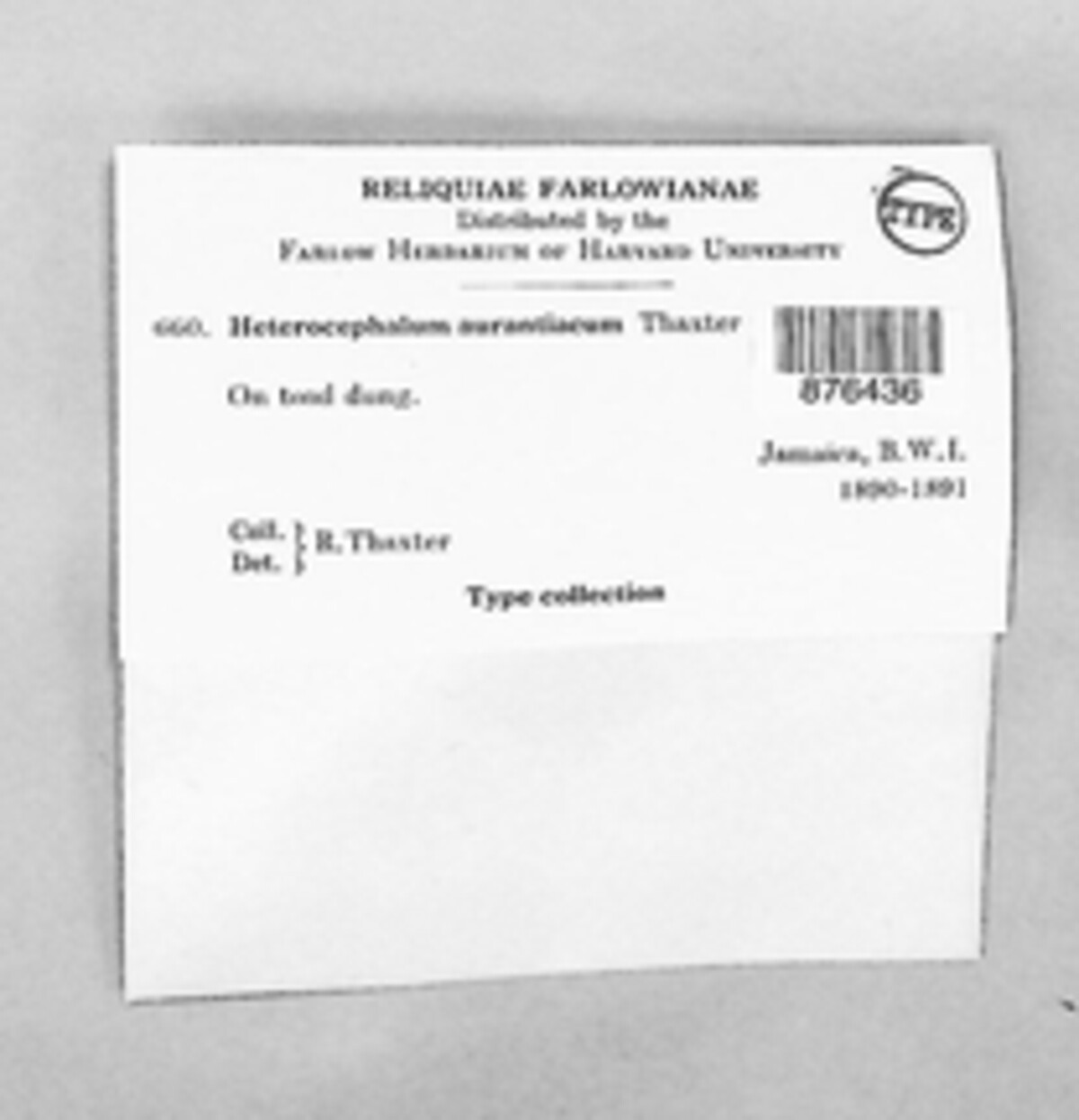 Heterocephalum aurantiacum image